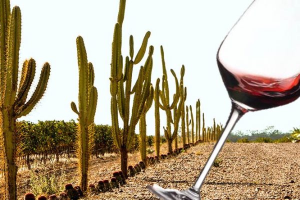 Sertão brasileiro se torna uma das regiões vinícolas mais importantes do país!