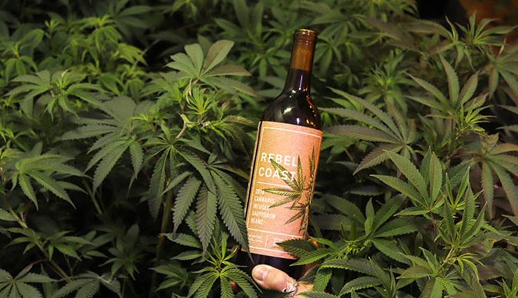Vinhos com infusão de Cannabis fazem sucesso na Califórnia