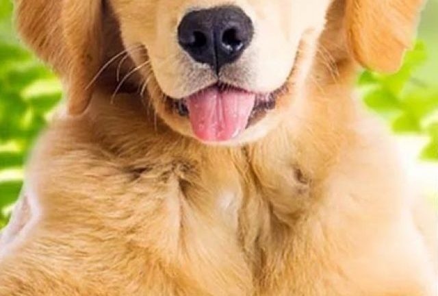 DOG’S WINE, UM VINHO BOM PRA CACHORRO!