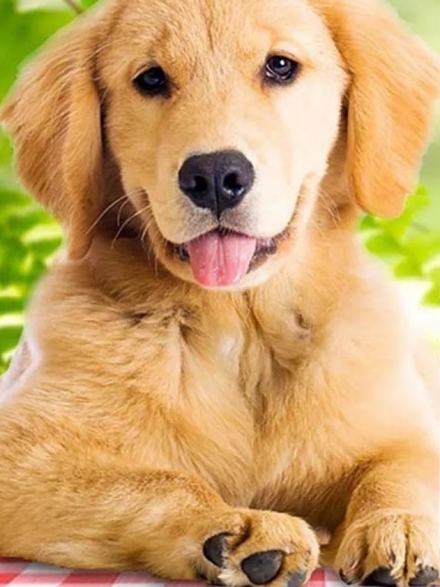 DOG’S WINE, UM VINHO BOM PRA CACHORRO!