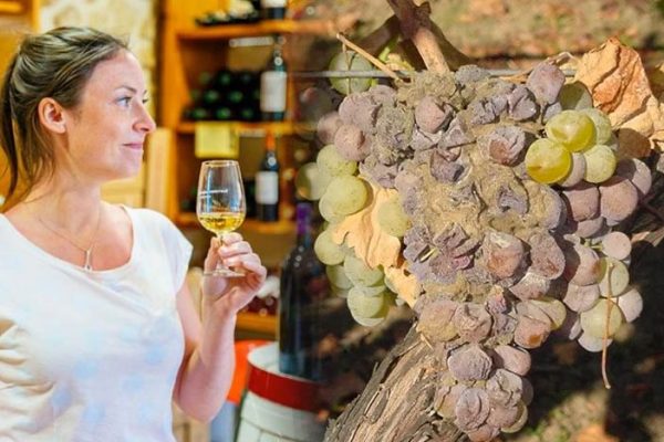 Sauternes e Tokaji: Conheça os vinhos que são feitos com uvas ‘podres’
