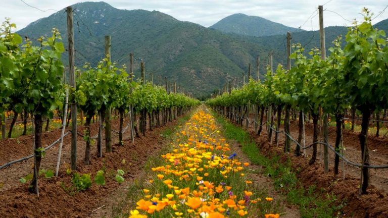 Vinhos do Chile caminham para um futuro Orgânico e Natural