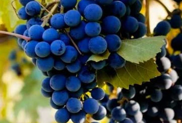 UVAS QUE VÃO ESTAR EM ALTA EM 2022