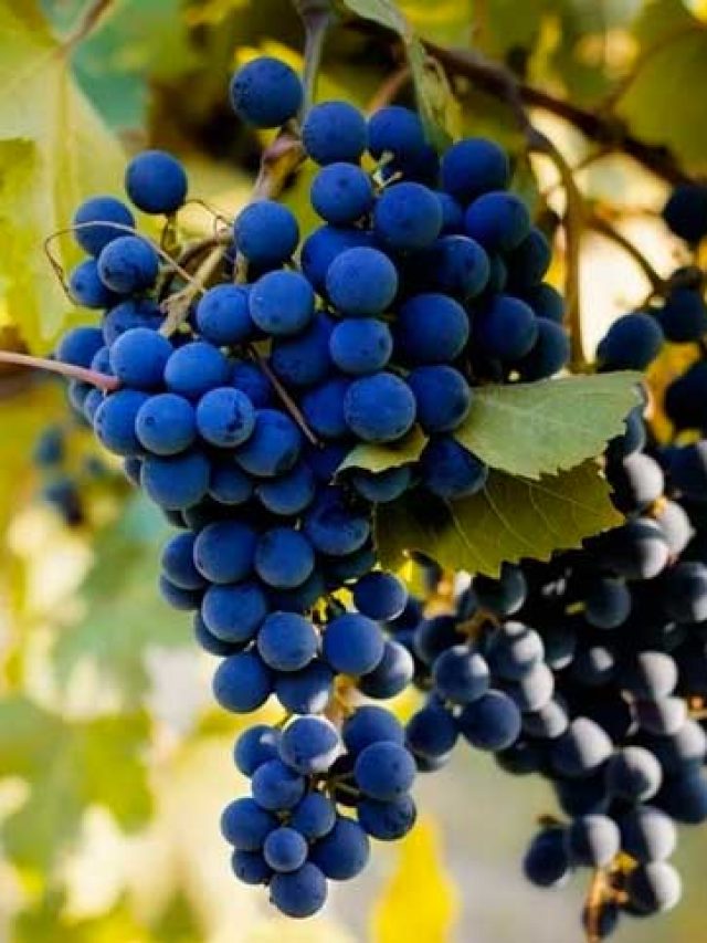 UVAS QUE VÃO ESTAR EM ALTA EM 2022