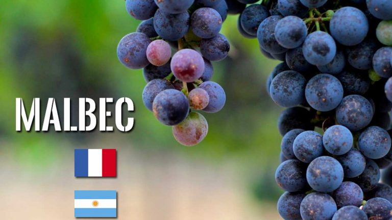 A evolução do Malbec, o vinho de assinatura da Argentina