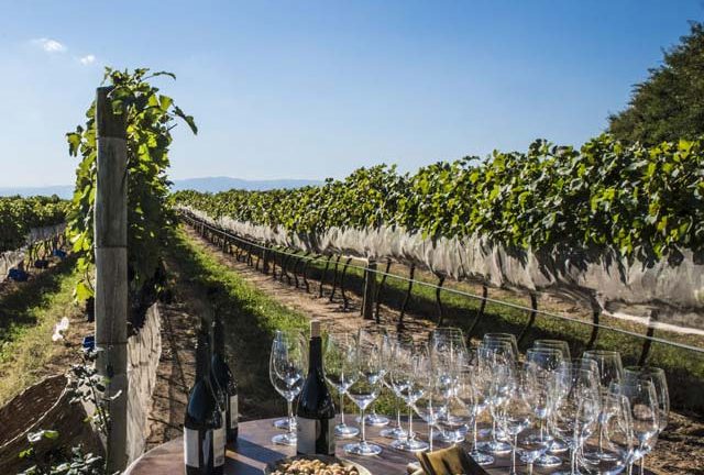 Os Vinhos da Serra da Mantiqueira