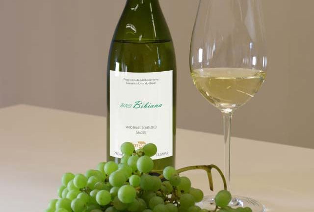 BRS Bibiana a Uva vinífera do Brasil