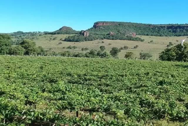 As vinícolas de Brasília