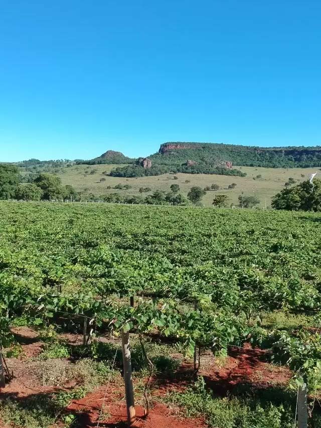 As vinícolas de Brasília