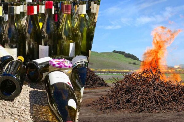 Sobra de vinho no mundo faz plantações serem destruídas